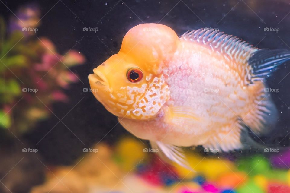 flower horn fish 