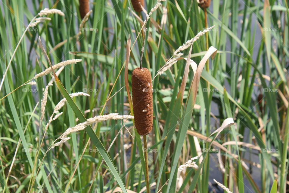 Cattails along the river