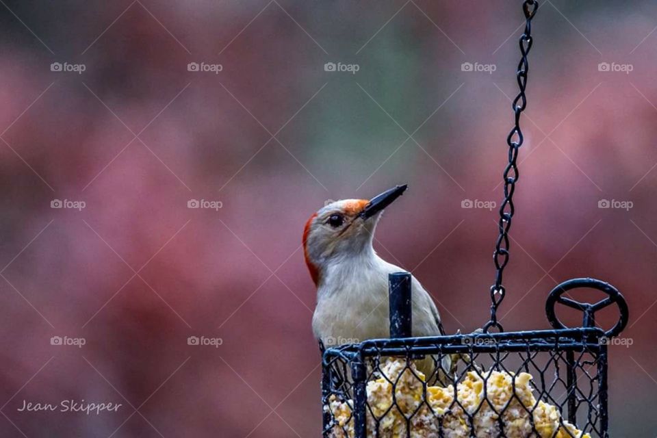 Red belly Woodpecker