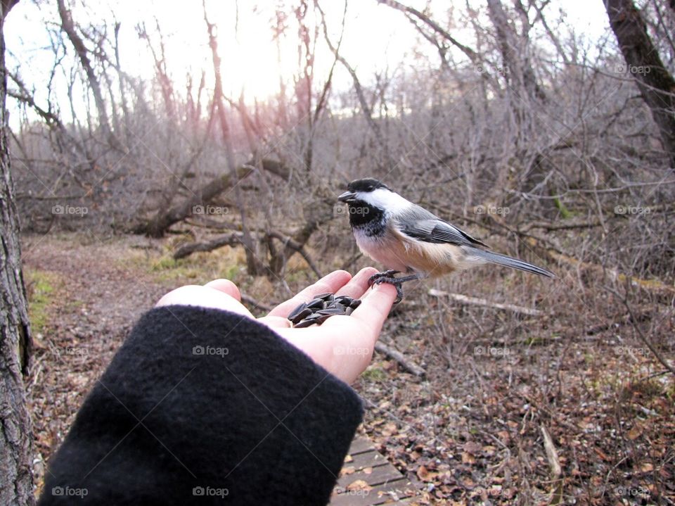 Chickadee 