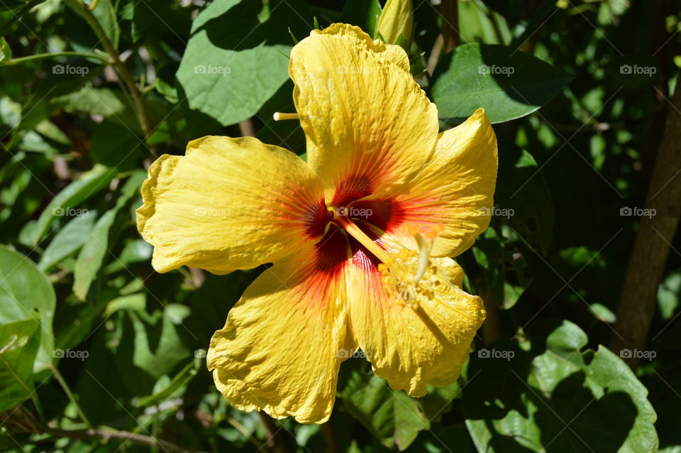 Yellow Hibiscus