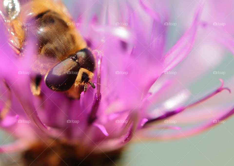 Bee On Flower