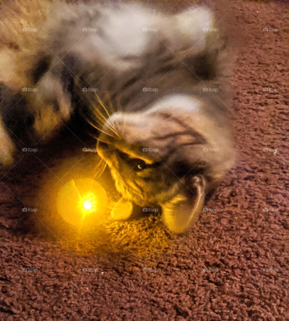 cat playing with his toy