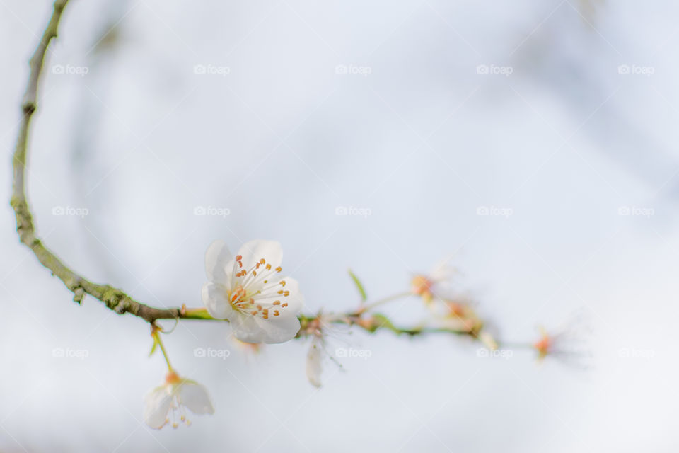 Plum blossoms