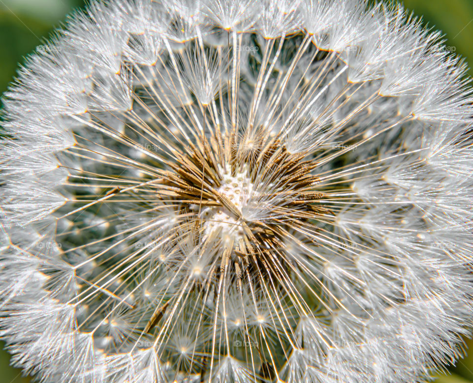 Dandelion seed head