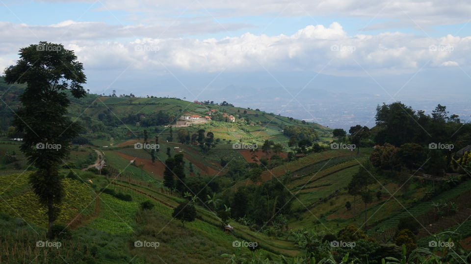 rise field in Indonesia. the view from the hill. blue sky