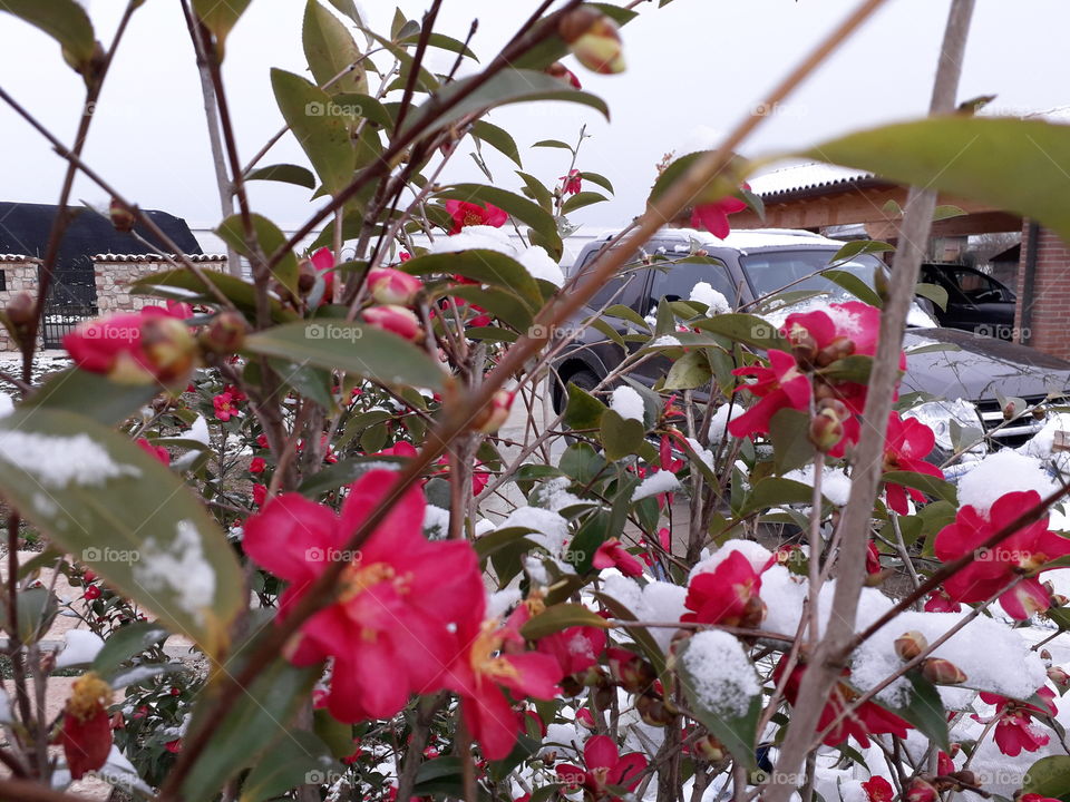 my red flowers under the snow