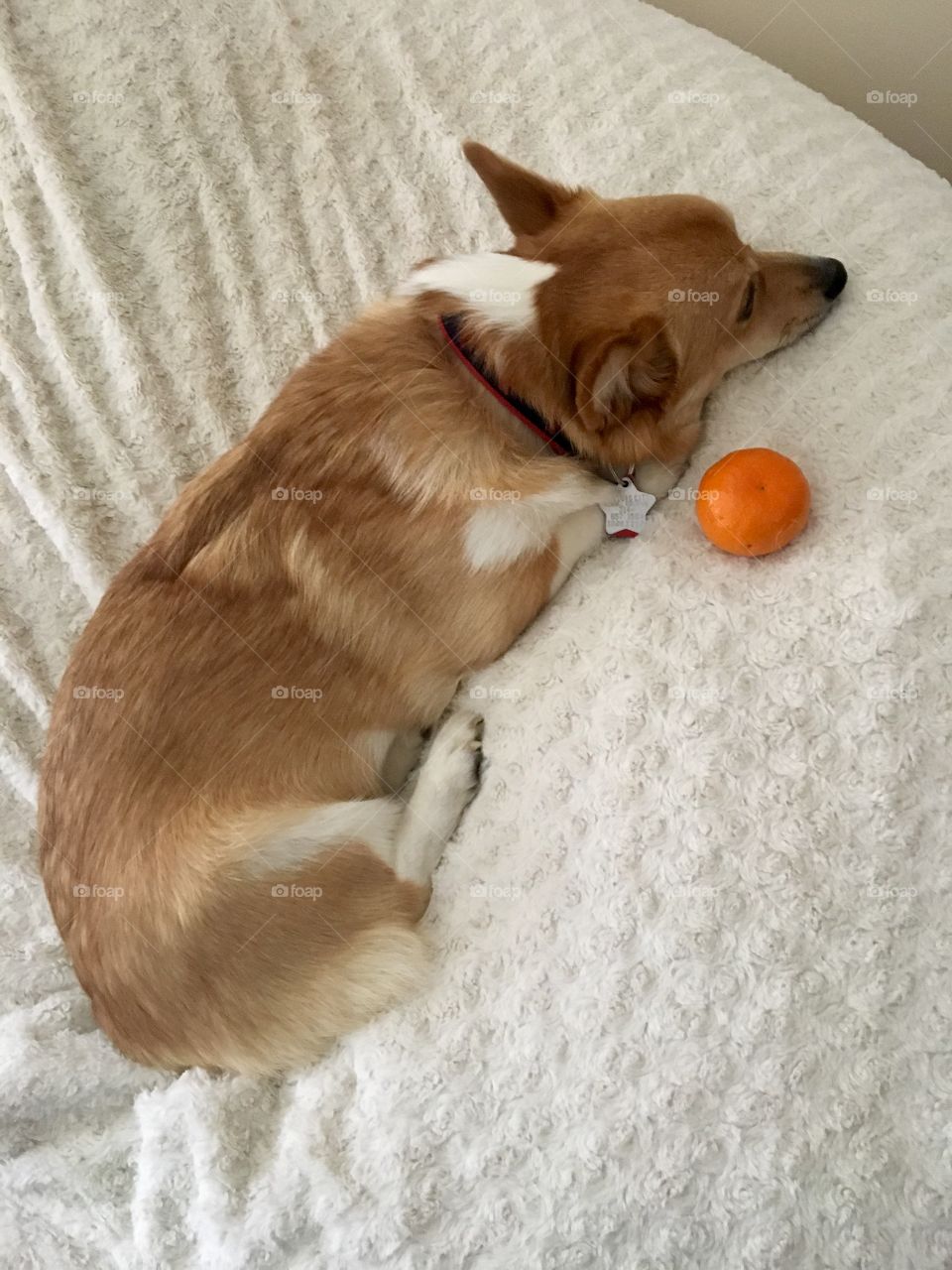 Corgi funny laying puppy dog with orange fruit lovesac