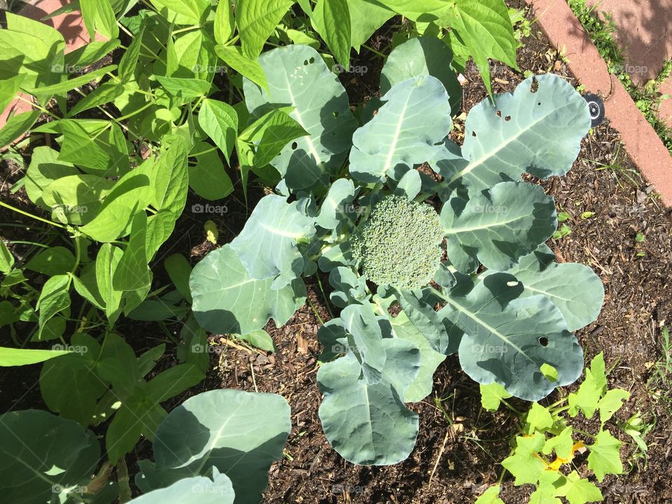 Broccoli growing in the gatden