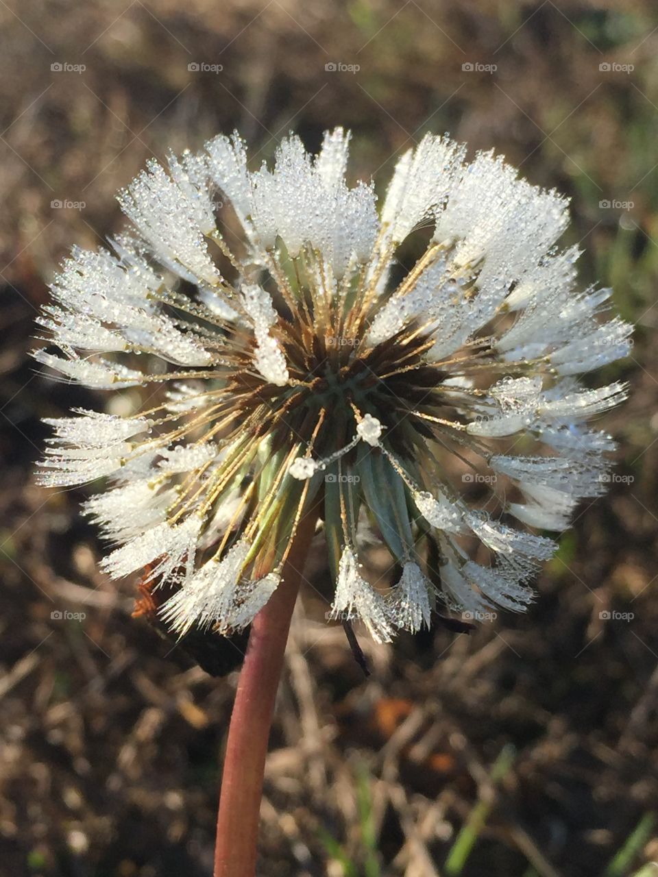 Frosty dandelion 