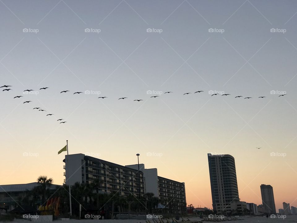 Birds flying uniform at the beach