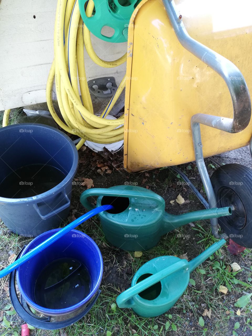 A yellow wheelbarrow with a black tyre leaning on a white wall. A bucket, a tub and one watering can are half filled with water. In one pitcher is a blue garden hose filling it up. Another tube hanging on the wall.