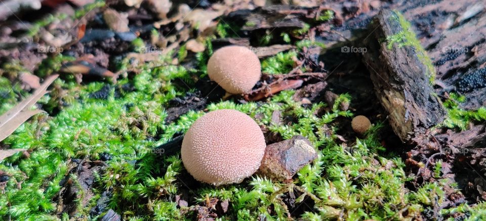 Nice walk in a forest.