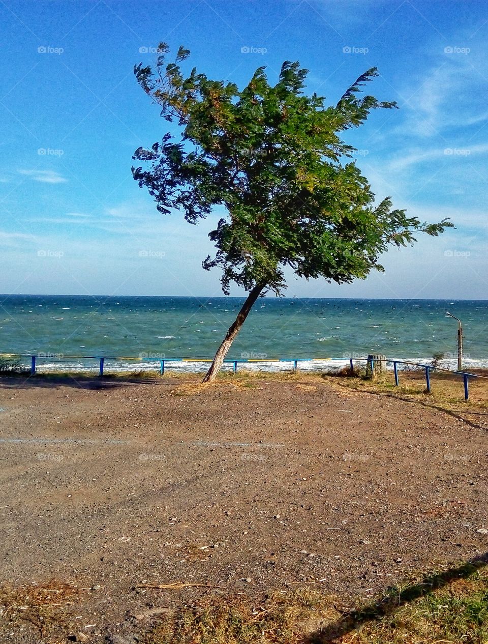 lone tree by the sea