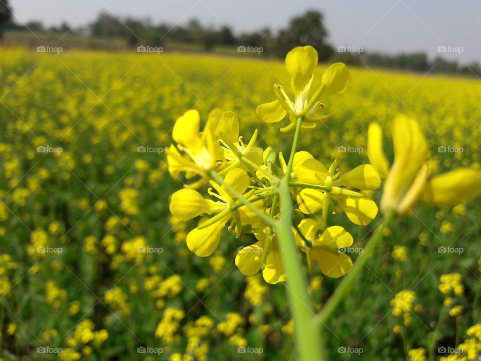 look at that Mustard fields...they want to play with us....