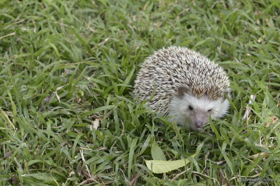 Hedgehog 🦔