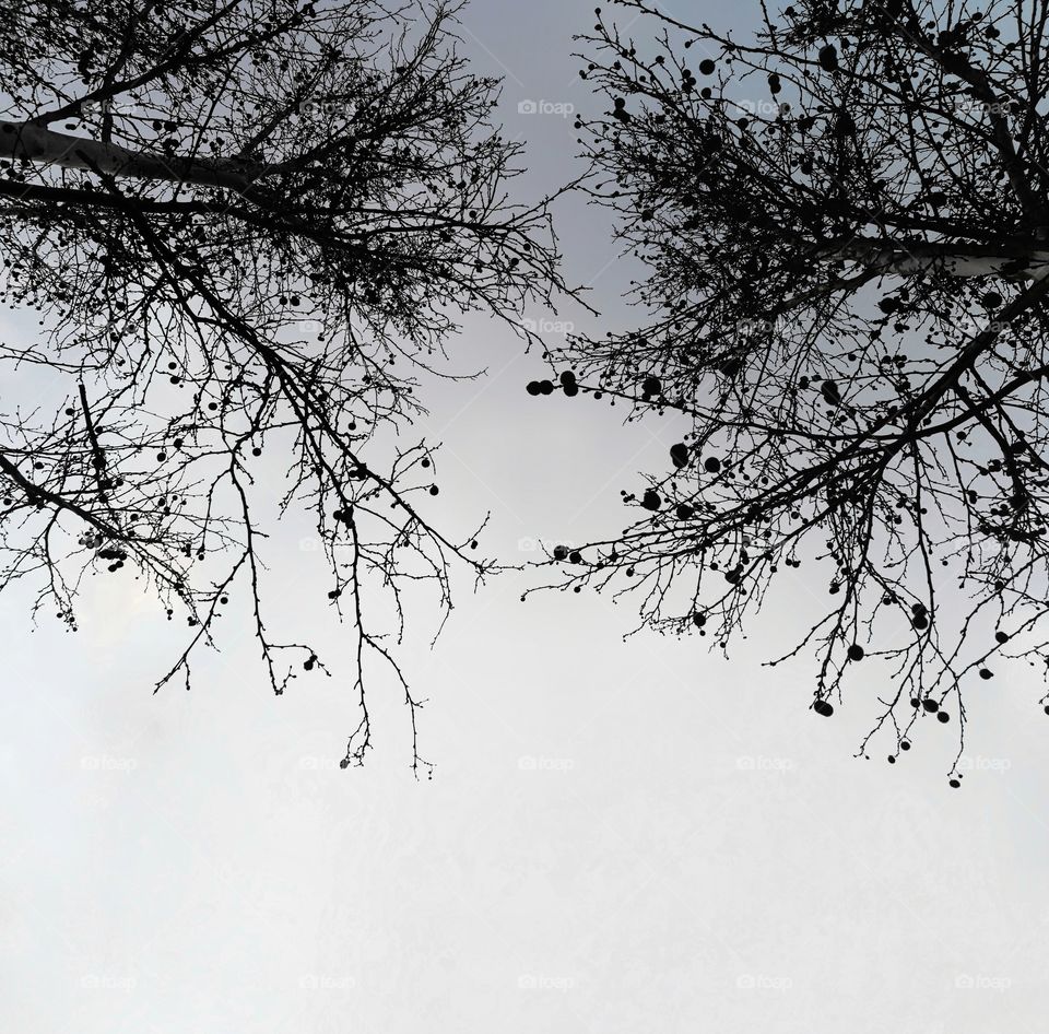 Monochromatic shot of the silhouette of branches at night.