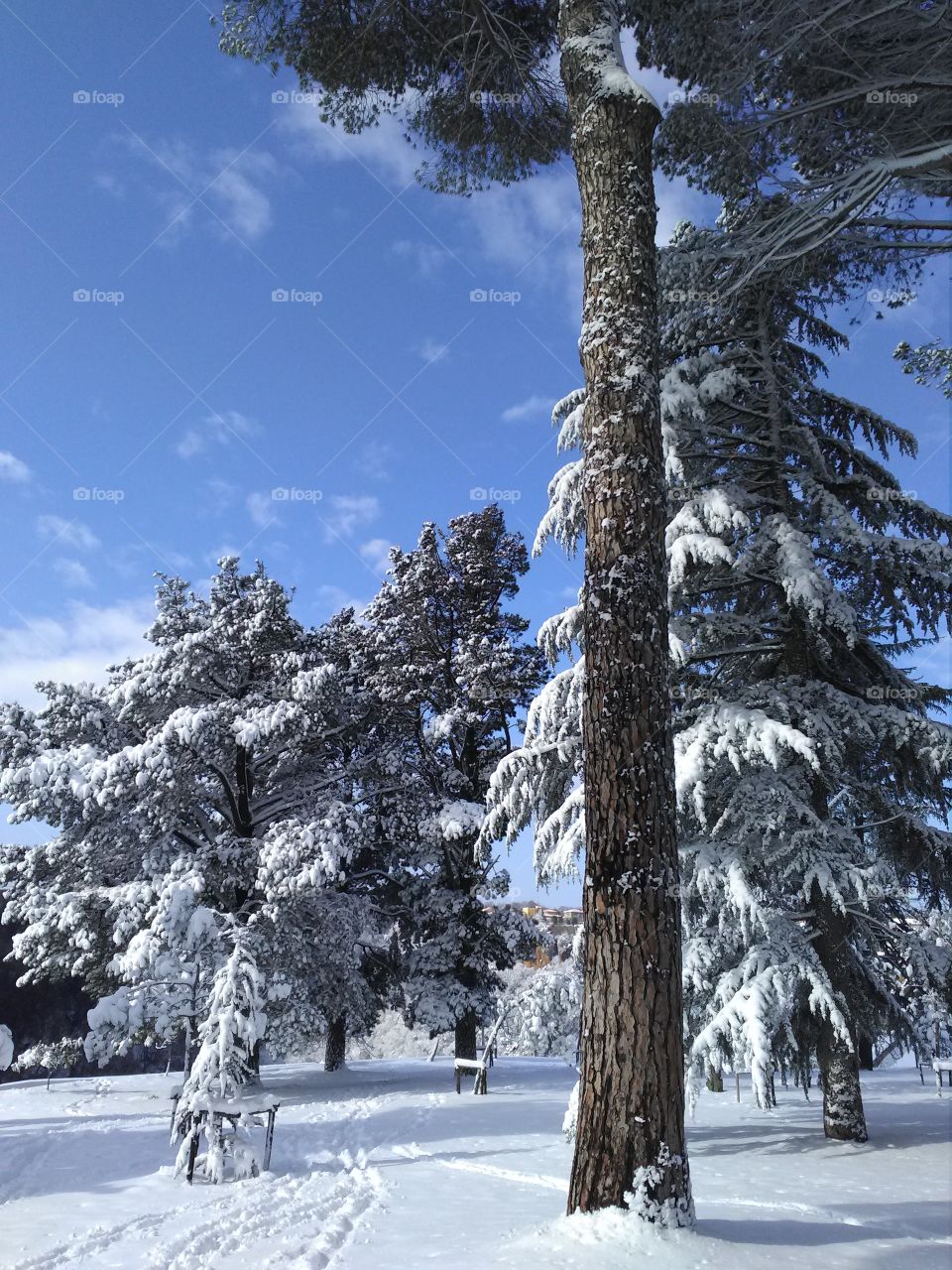 Snow, Winter, Tree, Wood, Cold
