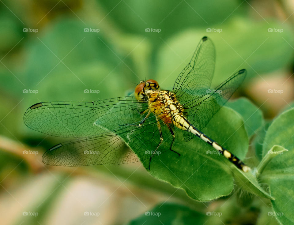 Dragon fly  - backyard garden