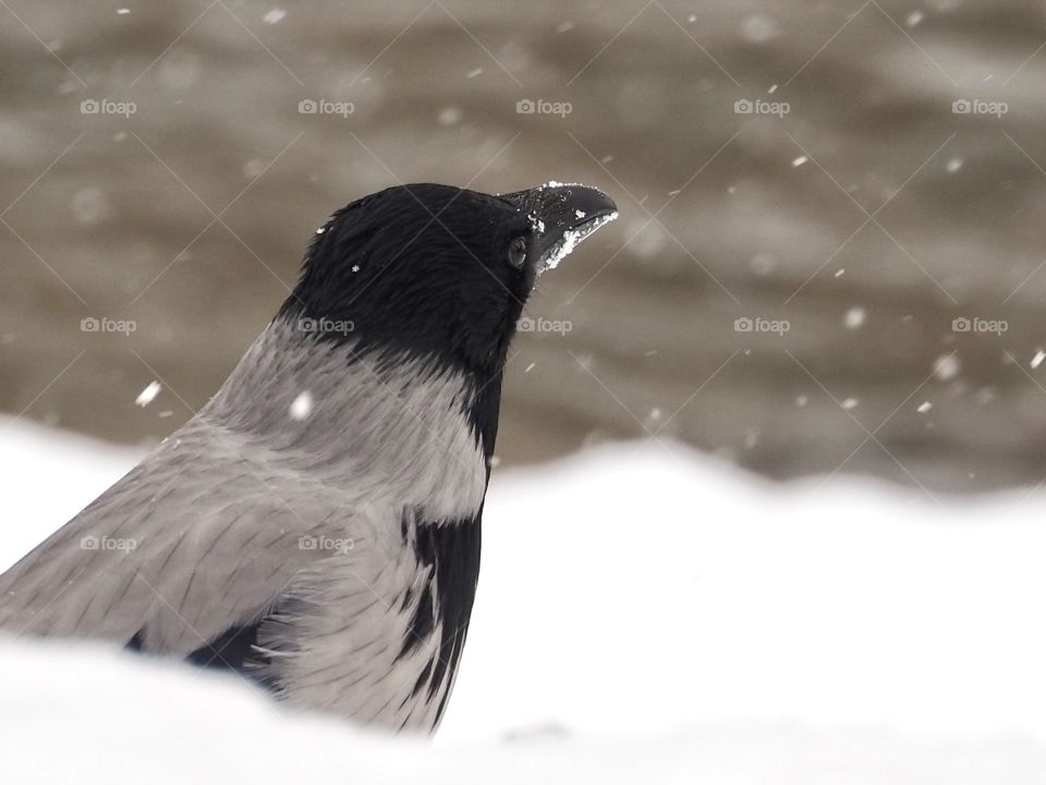 Crow in the snow