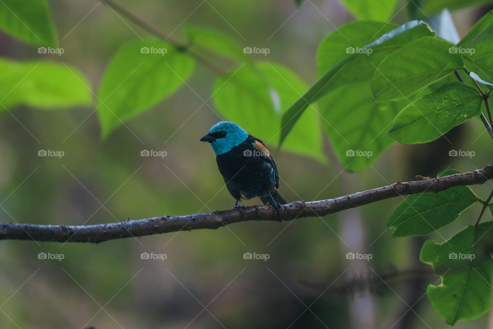 Bird in a tree