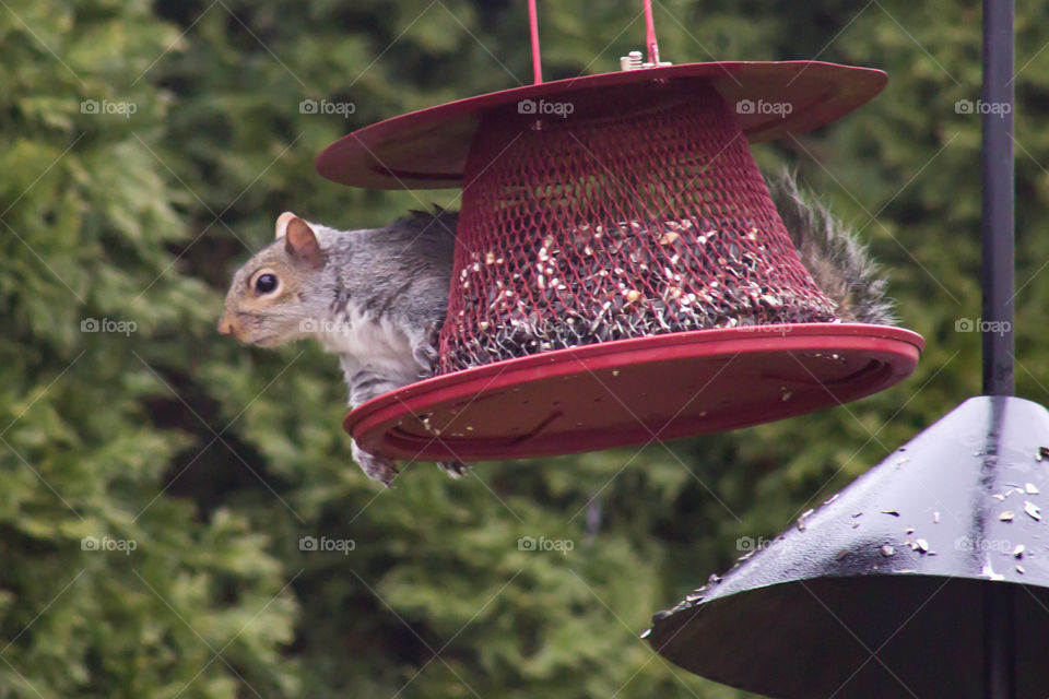 Squirrel on bird feeder p