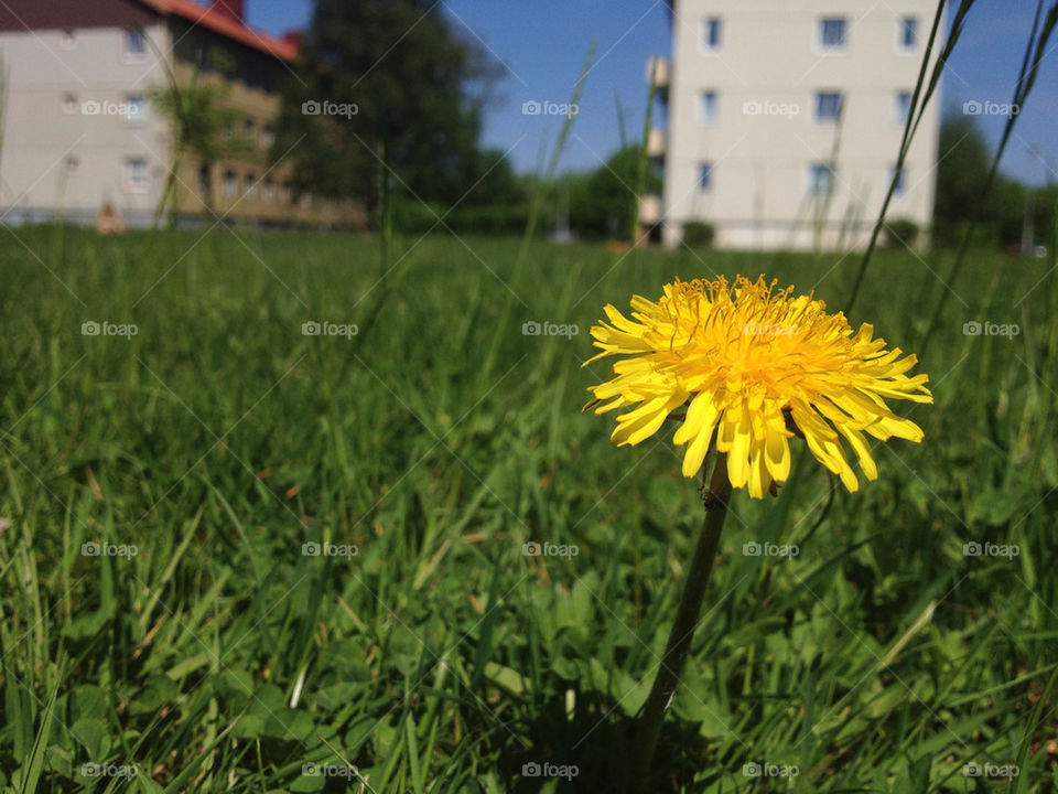 yellow dandelion grass summer by matsvart
