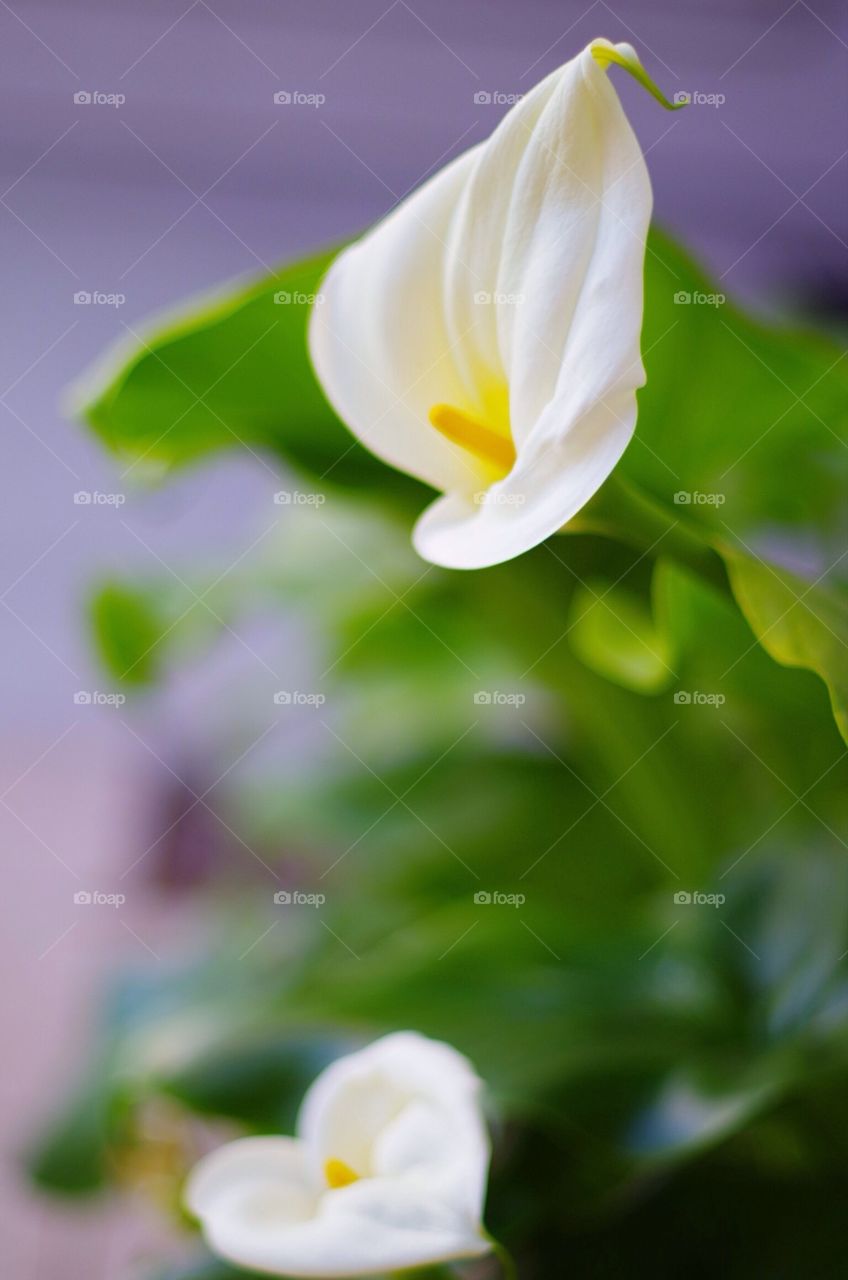 Calla Lilies