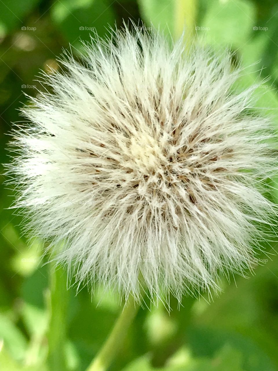 dandelion