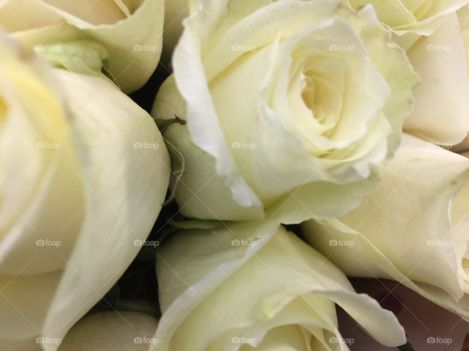 Wedding, Romance, Love, Rose, Flower