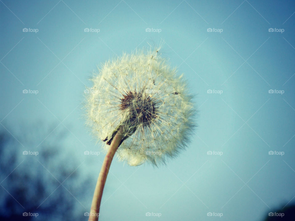 Close-up of dandelion