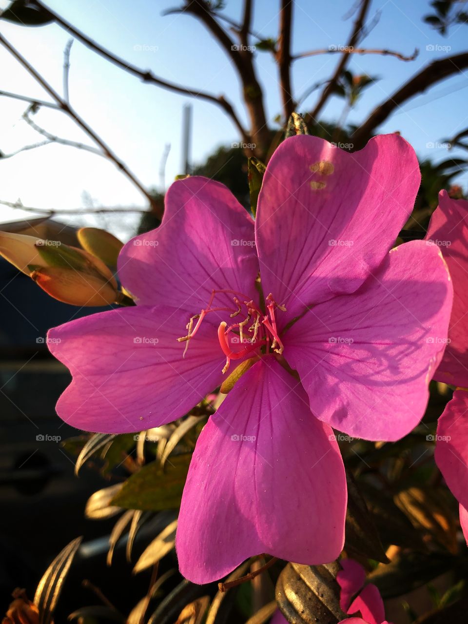A Tibouchina mutabilis flower. It is an evergreen tree that grows in Brazil, where is called Manacá da Serra, and it is known as Glory Bush in Australia. Its flowers have different colors (white to pink), which makes it a beautiful ornamental plant.