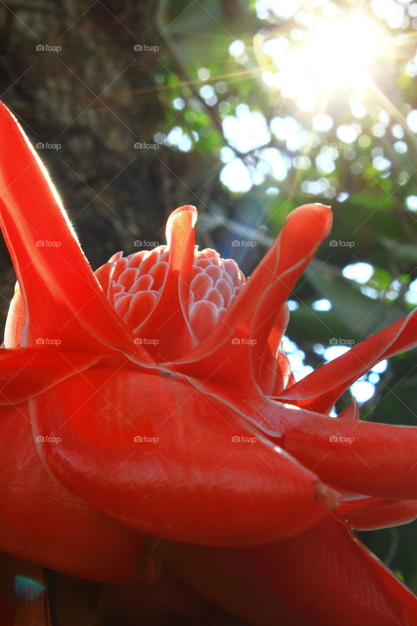 Red flower with sunshine