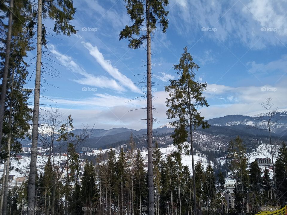 trees around us. winter landscape. pine trees in the Carpathians