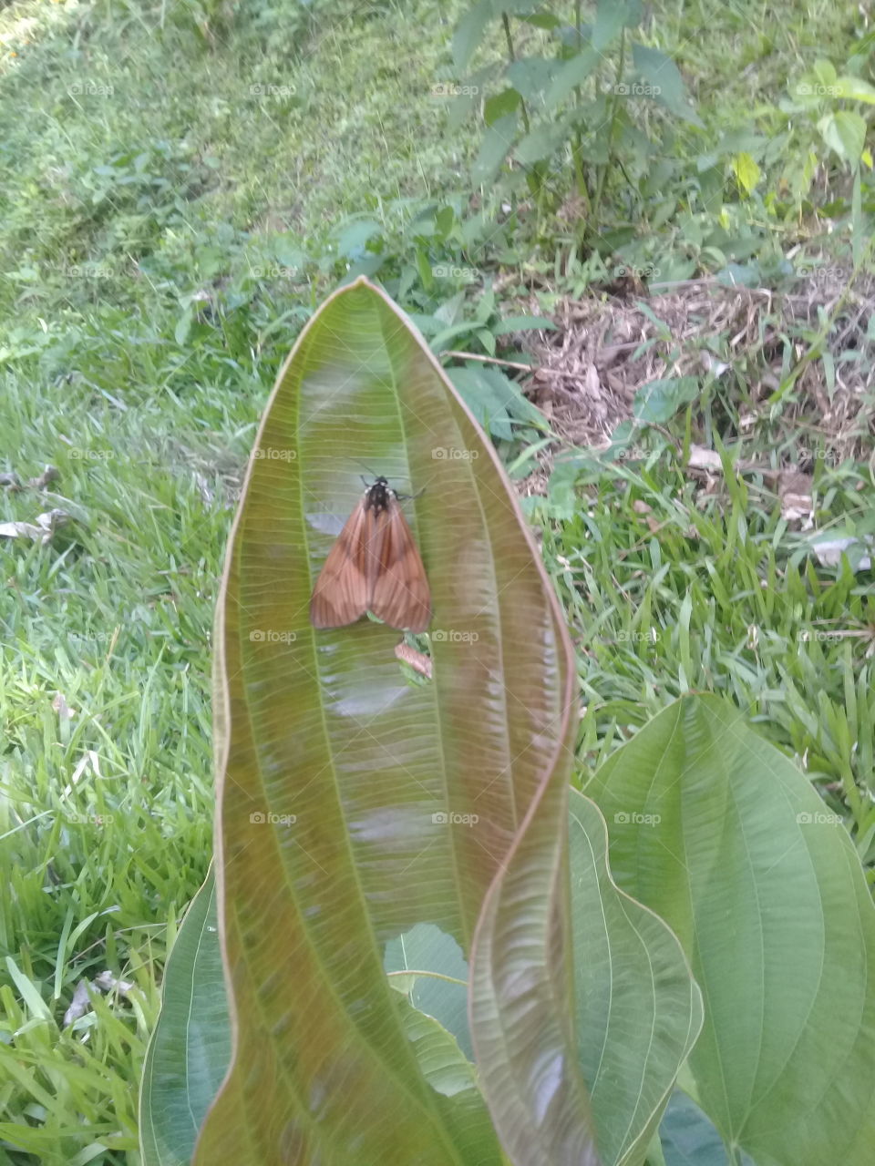 Um inseto pousou e fez uma pose na planta para ser fotografado. Apesar de faltar um pouco de beleza, sobrou simpatia!