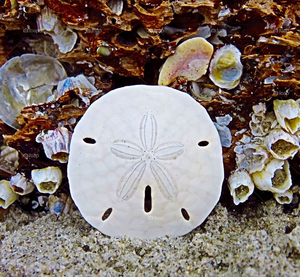 Sanibel SandDollar . Bowman's Beach, Sanibel Island FL