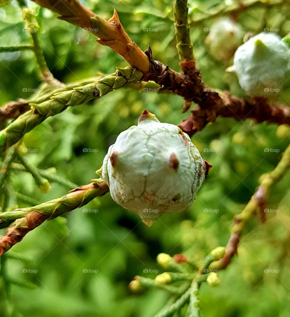 branch of a pine