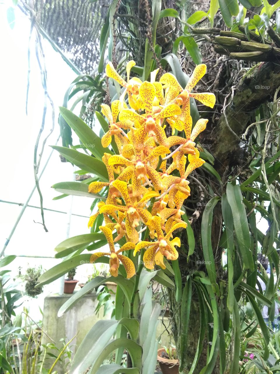 Wild Orchid(Yellow Vanda):
This beautiful rare species of orchid was collected from Jungle, grown in an artificial environment. Just look at her beauty.. Outstanding! right?