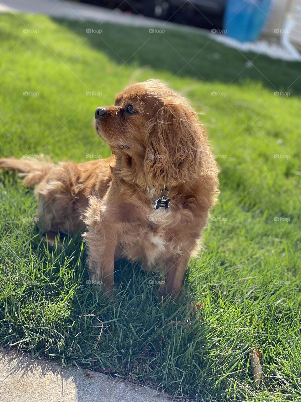 Handsome Cavalier King Charles Spaniel