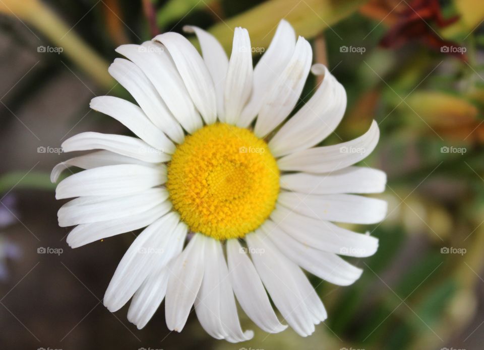 Common daisy 
