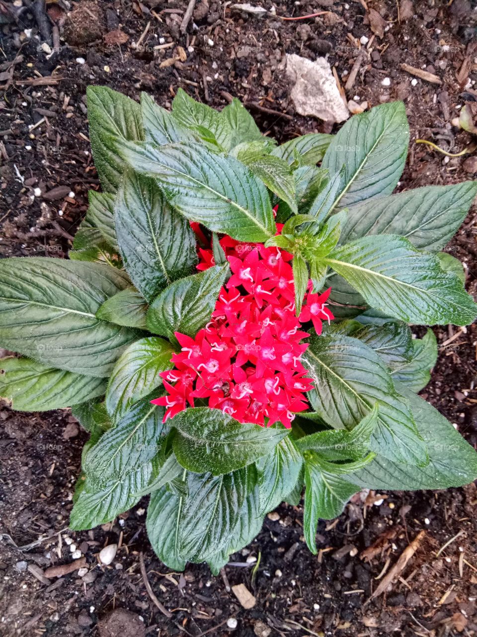 Egyptian starcluster is a tender tropical plant that blooms all summer. Its clusters of small, star-shaped flowers in vivid shades of red, pink, white, and purple. 