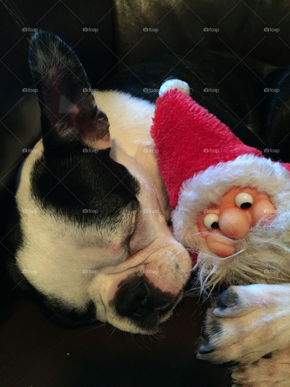 Black & white Boston terrier pup is sleeping now after running around chasing the little Santa toy i was tossing for her. Exhausting wpork being a puppy!