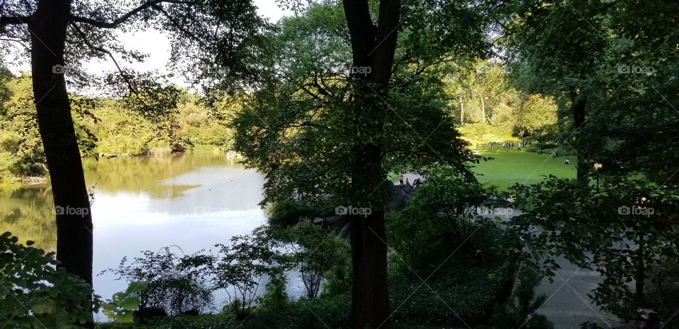 It is a serene scene in Central Park in New York City. Nice to see there is a place for relaxation in a busy city.