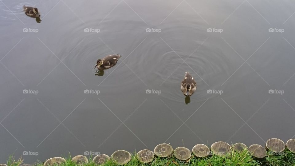 Three little ducklings swimming in a pond.