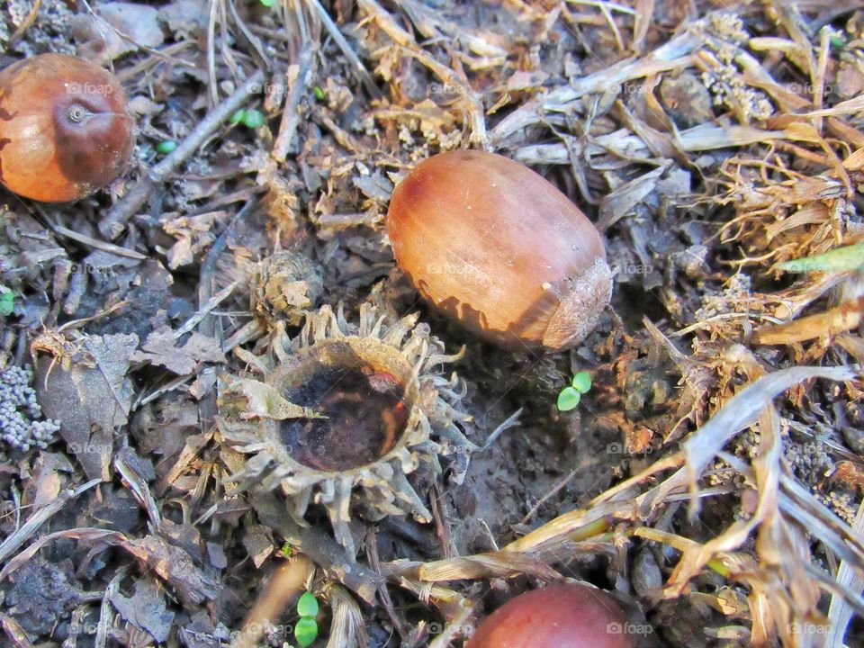 close up macro acorn nuts and cap on ground