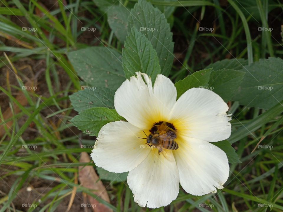 Bee