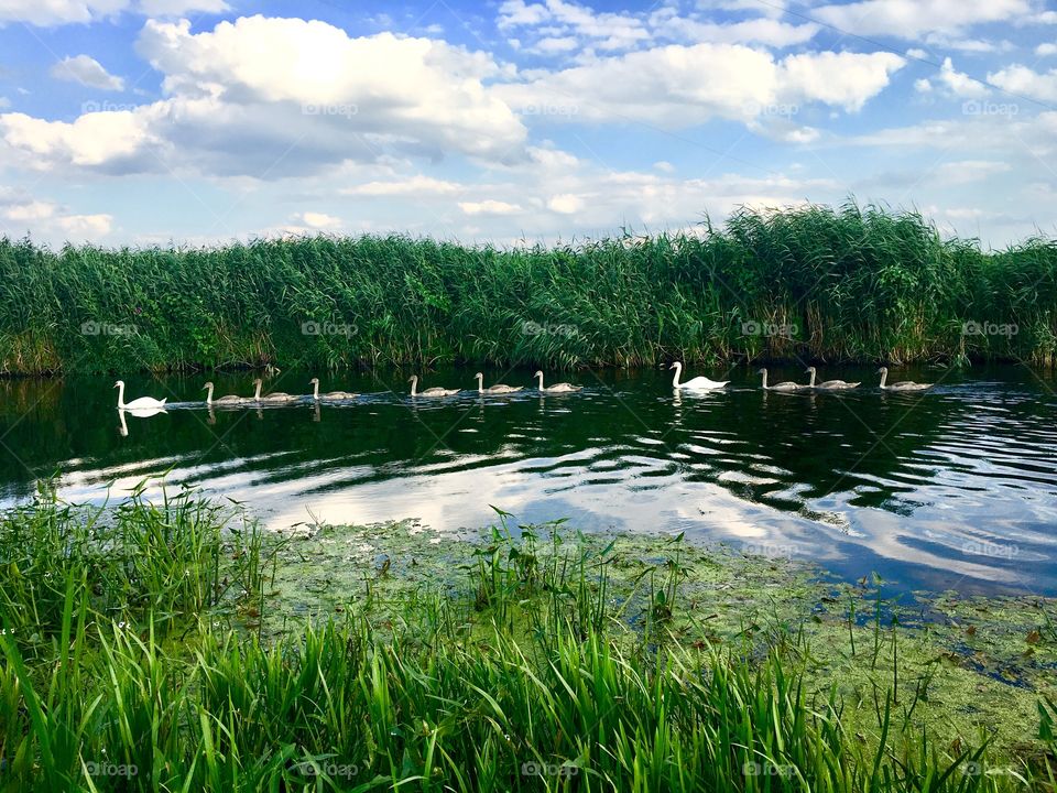 Swans family on the Narew river