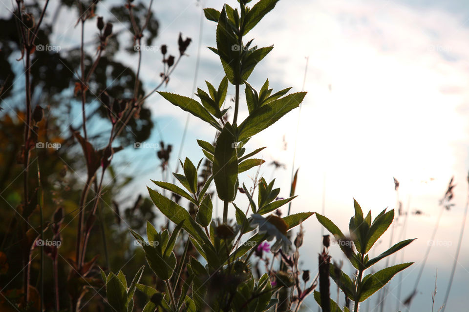 Wild Flowers . Close-up