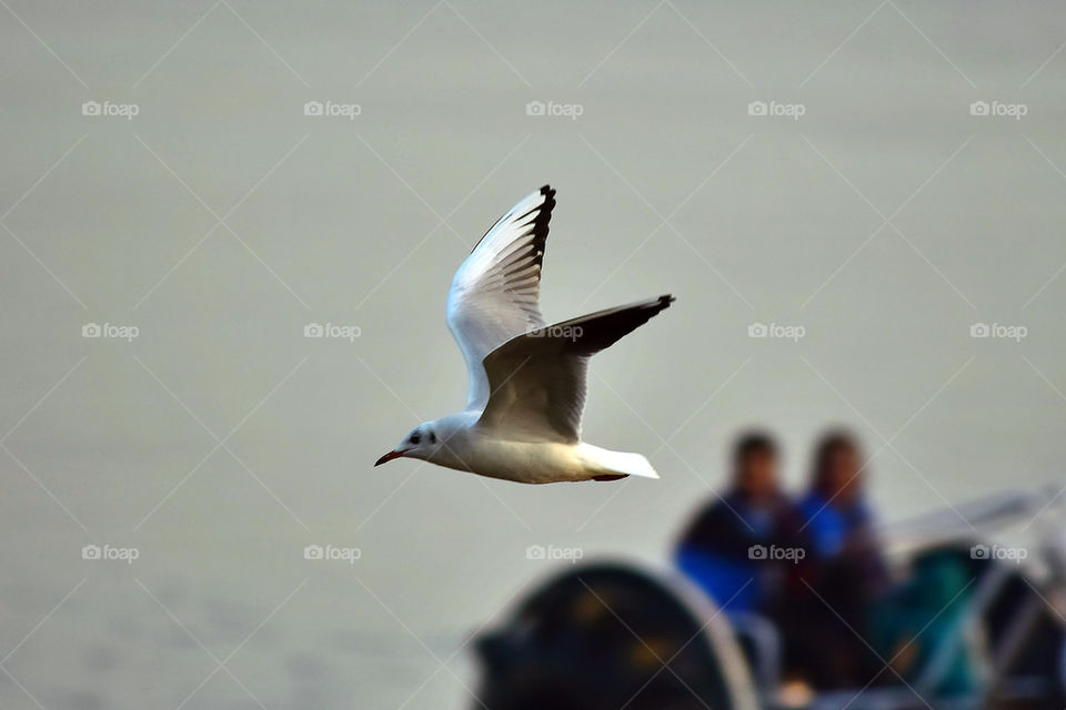 seagull in flight