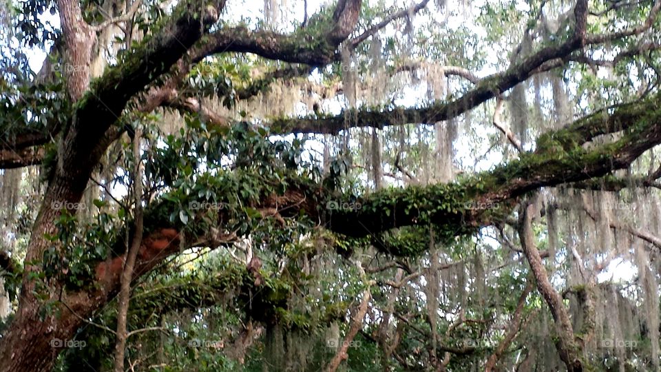 Fern Covered Trees